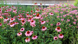 Echinacea - Purpurea Magnus Coneflower