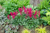 Astilbe - Ardensii Burgundy Red