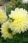 Dahlia - Dinner Plate Yellow Kelvin Floodlight