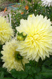 Dahlia - Dinner Plate Yellow Kelvin Floodlight