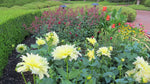 Dahlia - Dinner Plate Yellow Kelvin Floodlight