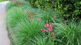 Pennisetum Alopecurodies