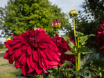 Dahlia - Dinner Plate Red Babylon