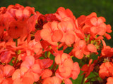 Geranium - Rocky Mountain Orange