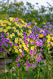 Petunia - Supertunia Hoopla Vivid Orchid