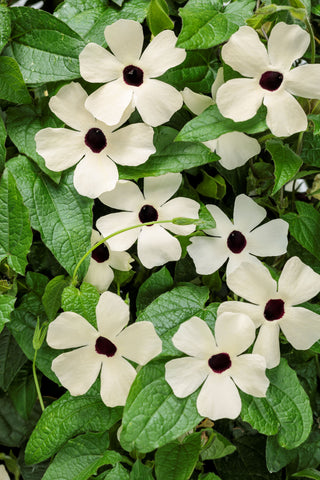 Thunbergia - Coconut