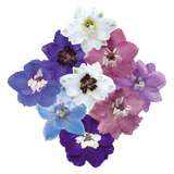 Delphinium - Magic Fountains Mix Tray