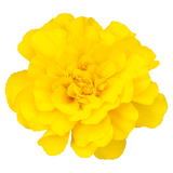 Marigold - Safari Yellow