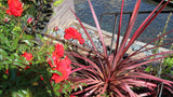 Cordyline - Pink Passion