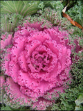 Flowering Kale - Songbird Pink