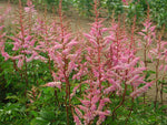 Astilbe - Ardensii Amethyst