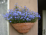 Lobelia - Regatta Sky Blue