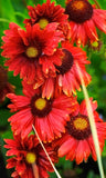 Gaillardia - Burgundy