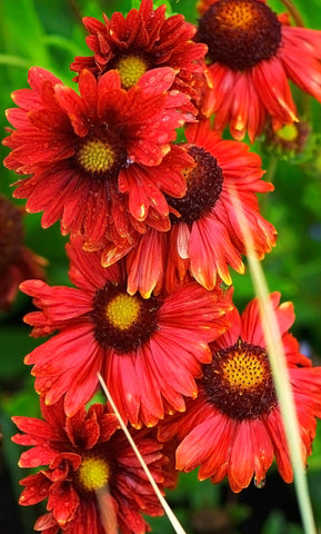 Gaillardia - Burgundy