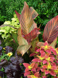 Canna - Tropicanna