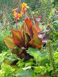 Canna - Tropicanna