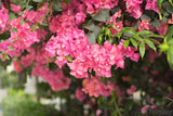 Bougainvillea Hanging Basket - Vera Pink