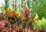 Canna - Tropicanna