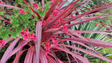 Cordyline - Paso Doble