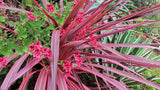 Cordyline - Pink Passion