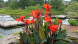 Canna Lily - Cannova Bronze Orange