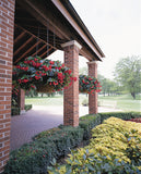 Begonia - Dragon Wing Red