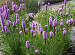 Liatris Spicata - Dense Blazing Star