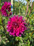 Dahlia - Dinner Plate Purple Taiheijo