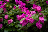 Bougainvillea Hanging Basket - Royal Purple