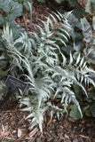 Fern - Athyrium Japanese Painted Lady