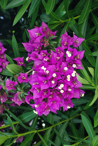 Bougainvillea Hanging Basket - Vera Deep Purple