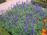 Salvia - Victoria Blue