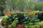 Canna Lily - Cannova Orange Shades