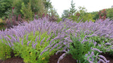 Agastache - Blue Fortune