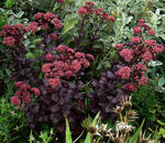 Sedum - Purple Emperor