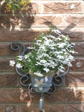 Lobelia - Regatta White