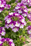 Verbena - Vanessa Purple Bicolor