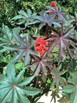 Castor Bean - Ricinus