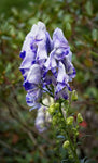 Aconitum Monkshood - Cloudy