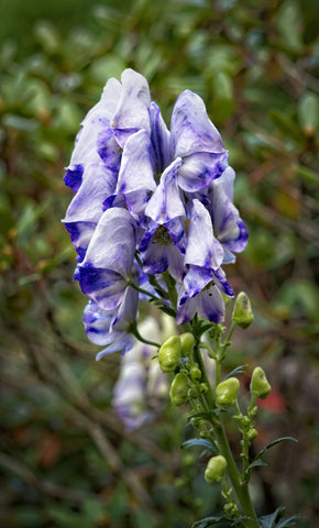 Aconitum Monkshood - Cloudy