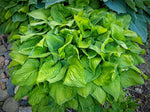 Hosta - Guacamole