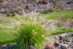 Pennisetum Alopecurodies