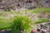 Pennisetum Alopecurodies