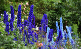 Delphinium - Aurora Blue