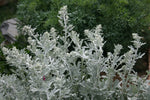 Artemesia - Silver Brocade