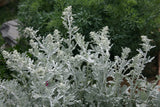 Artemesia - Silver Brocade