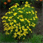 Marigold - Gem Lemon