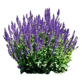 Salvia - Victoria Blue