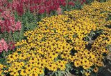 Rudbeckia - Toto Gold