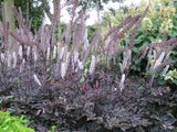 Actaea - Hillside Black Beauty Baneberry